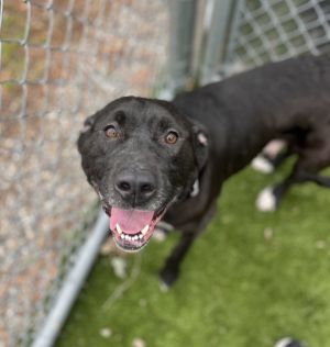 Kenna, Adult Female Mixed Breed