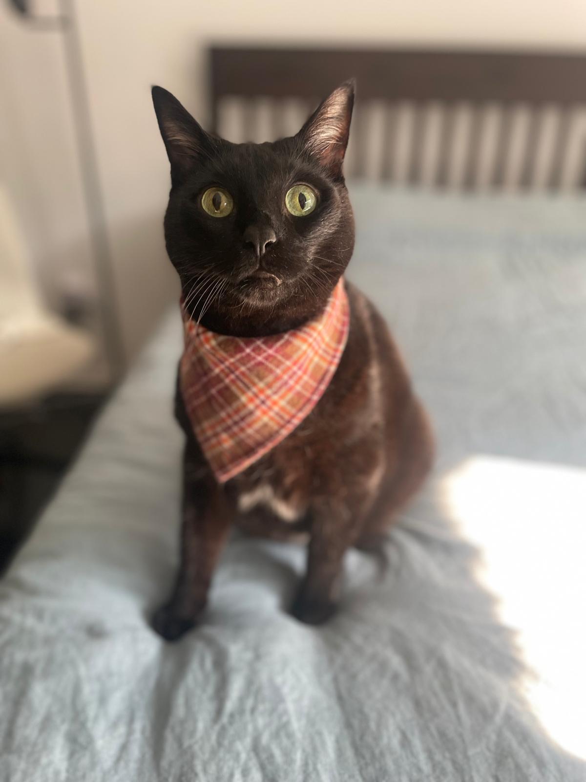 KOKO