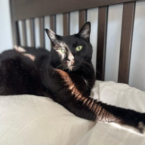 KOKO