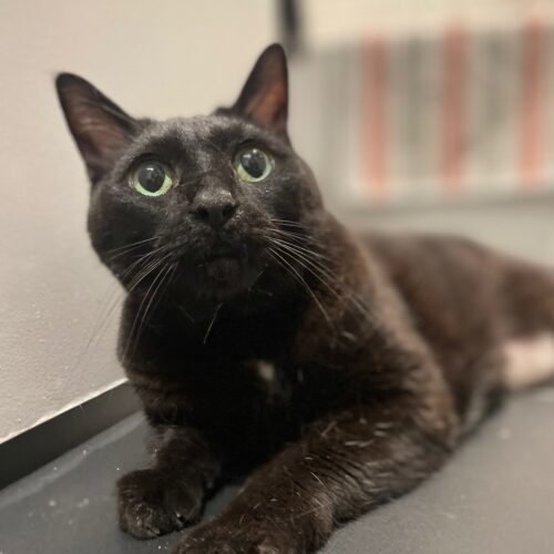 KOKO