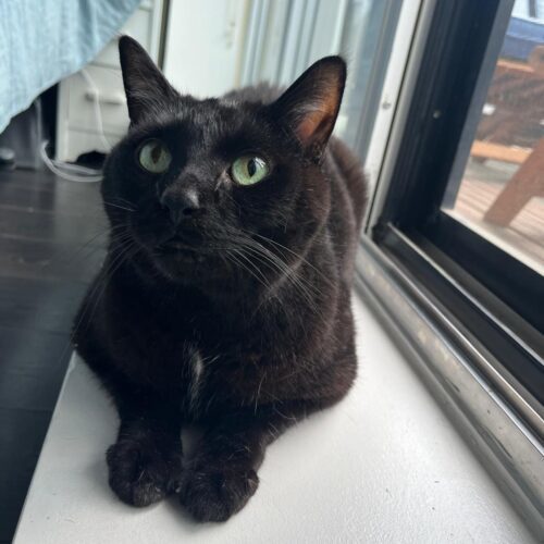 KOKO