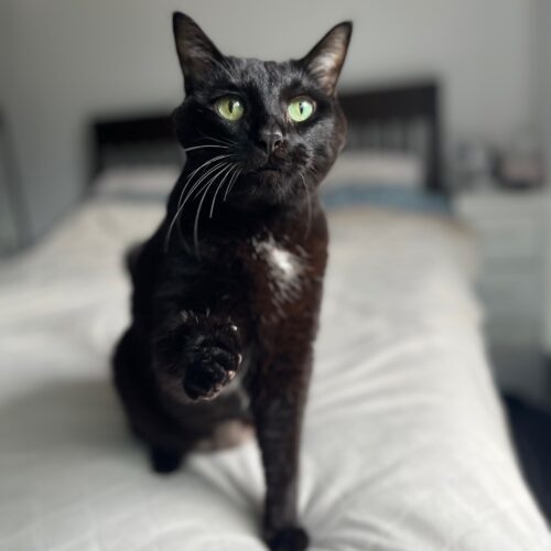 KOKO