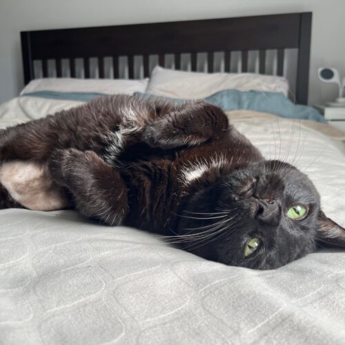 KOKO