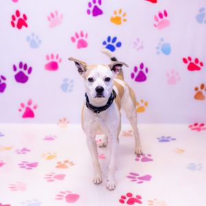 Primary Color White Secondary Color Tan Weight 26lbs Age 1yrs 2mths 2wks Animal has been Neutere