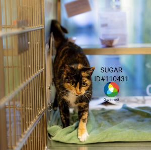 Primary Color Calico Secondary Color Tortoiseshell Age 1yrs 0mths 0wks Animal has been Spayed