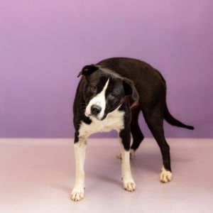 Primary Color Black Secondary Color White Weight 73lbs Age 2yrs 0mths 2wks Animal has been Spaye