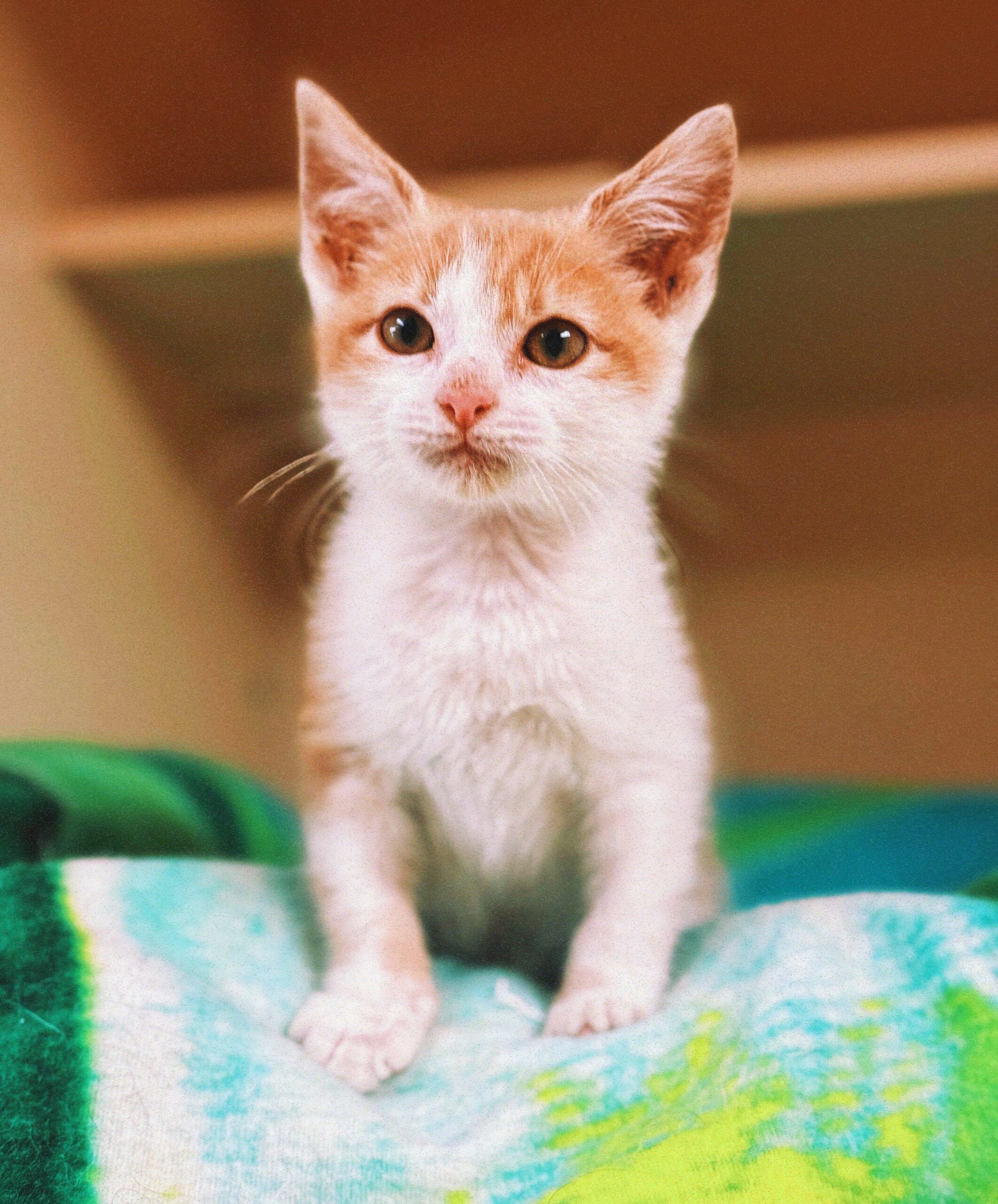 Ducky, an adoptable Domestic Short Hair in Hays, KS, 67601 | Photo Image 1