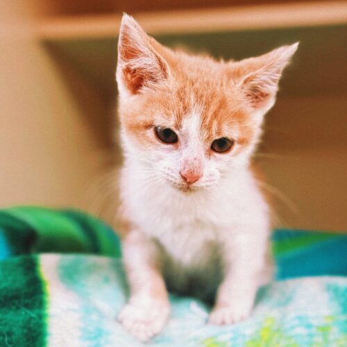 Ducky, an adoptable Domestic Short Hair in Hays, KS, 67601 | Photo Image 3