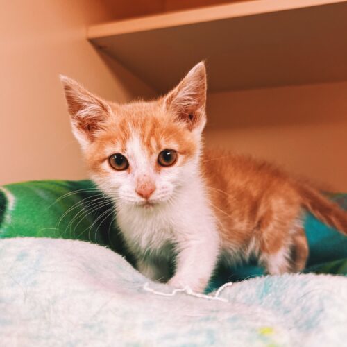 Ducky, an adoptable Domestic Short Hair in Hays, KS, 67601 | Photo Image 4