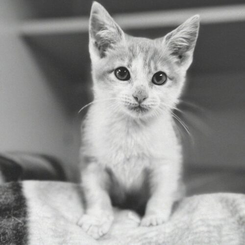 Ducky, an adoptable Domestic Short Hair in Hays, KS, 67601 | Photo Image 5