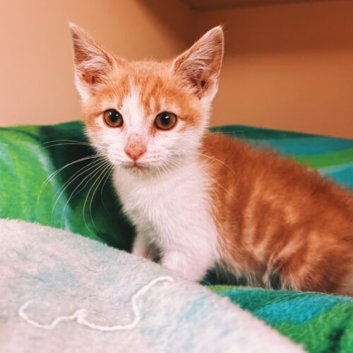 Ducky, an adoptable Domestic Short Hair in Hays, KS, 67601 | Photo Image 6