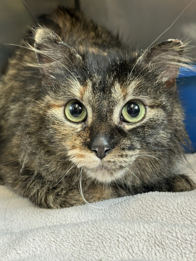Snickers, an adoptable Domestic Medium Hair in Virginia, MN, 55792 | Photo Image 1