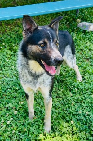 Not so free Bird, Young Male Mixed Breed