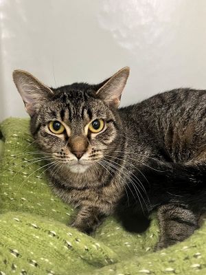 Boo, Young Female Domestic Short Hair