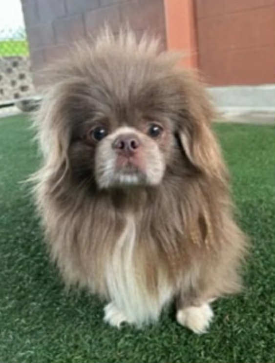 Matteo