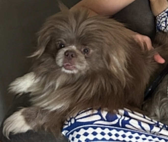 Matteo