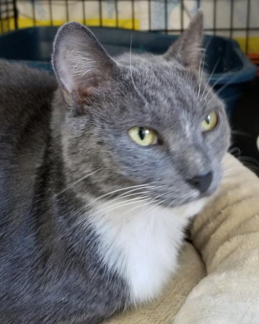 Myrtle, an adoptable Domestic Short Hair in Cumberland, ME, 04021 | Photo Image 2