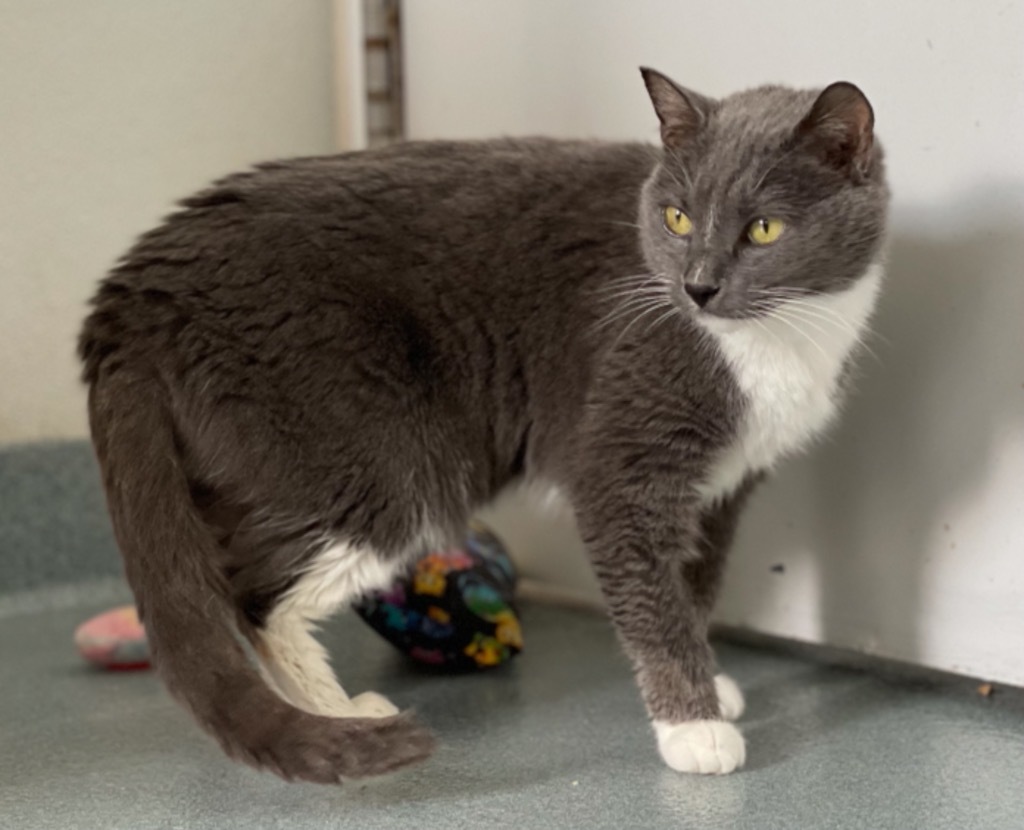Myrtle, an adoptable Domestic Short Hair in Cumberland, ME, 04021 | Photo Image 3