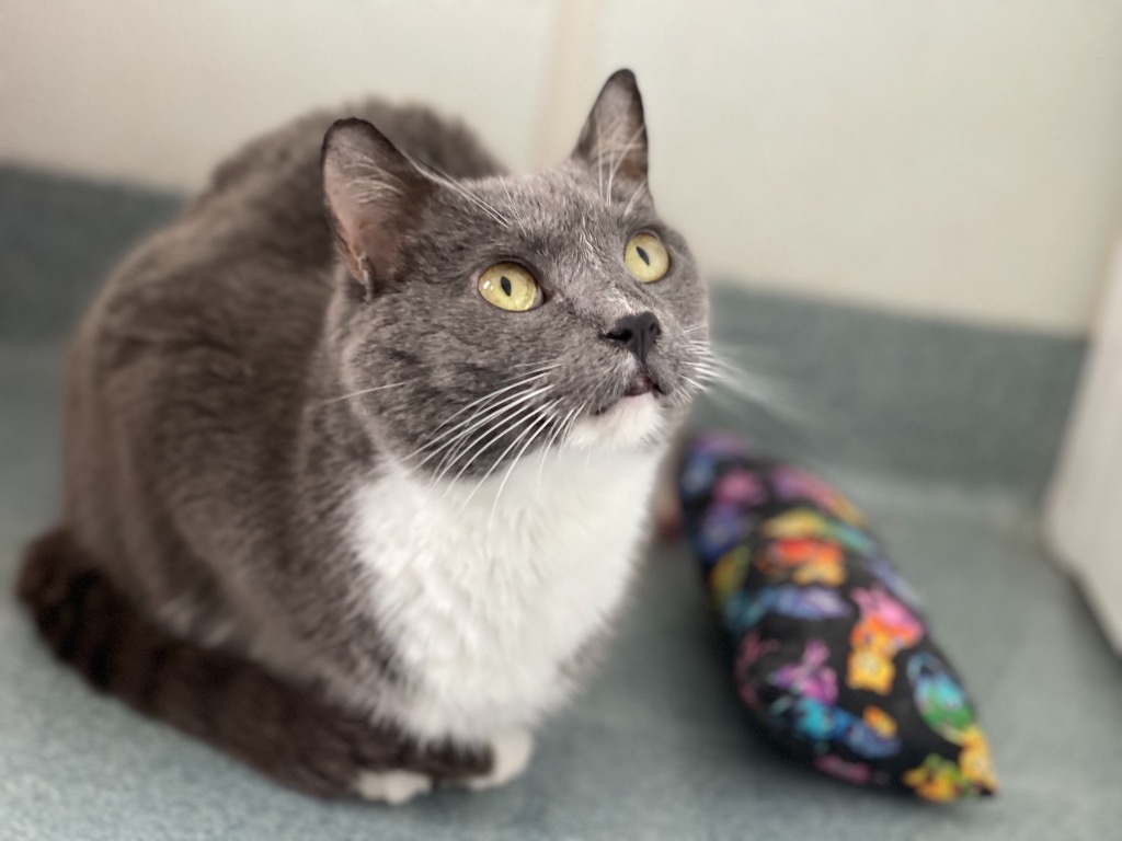 Myrtle, an adoptable Domestic Short Hair in Cumberland, ME, 04021 | Photo Image 4