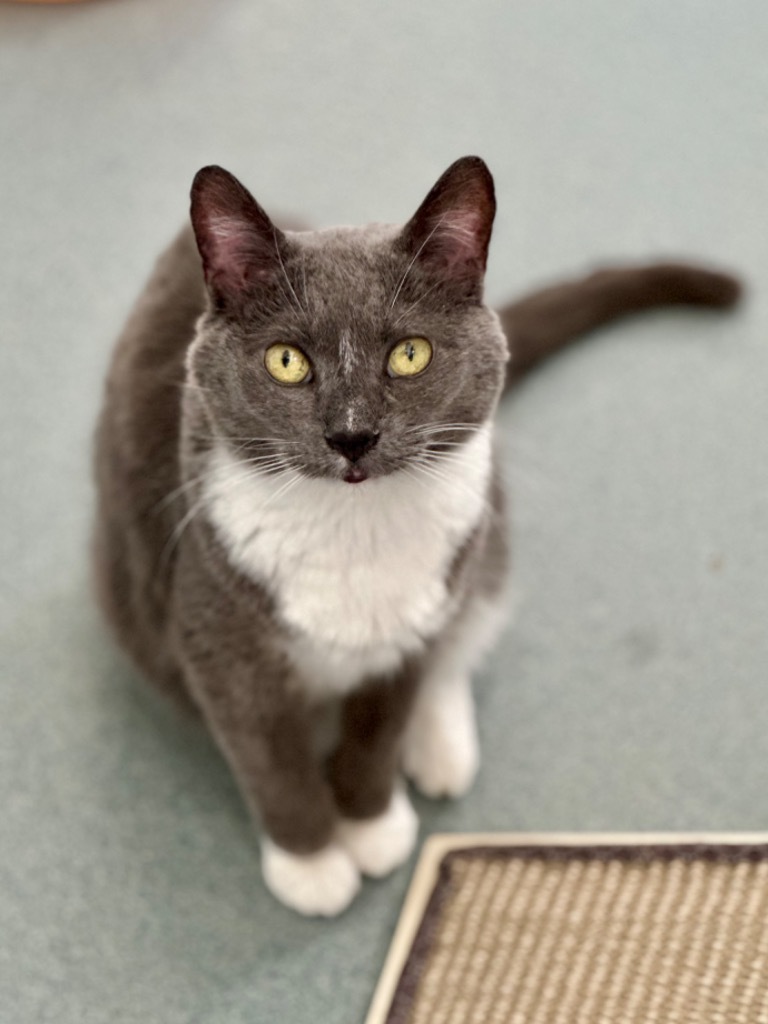 Myrtle, an adoptable Domestic Short Hair in Cumberland, ME, 04021 | Photo Image 5
