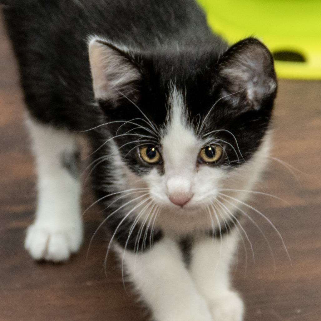 Anton, an adoptable Domestic Short Hair in Wichita, KS, 67208 | Photo Image 1