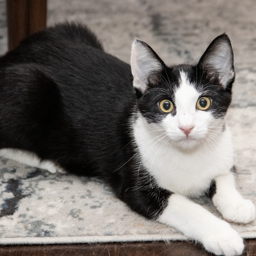 Anton, an adoptable Domestic Short Hair in Wichita, KS, 67208 | Photo Image 1