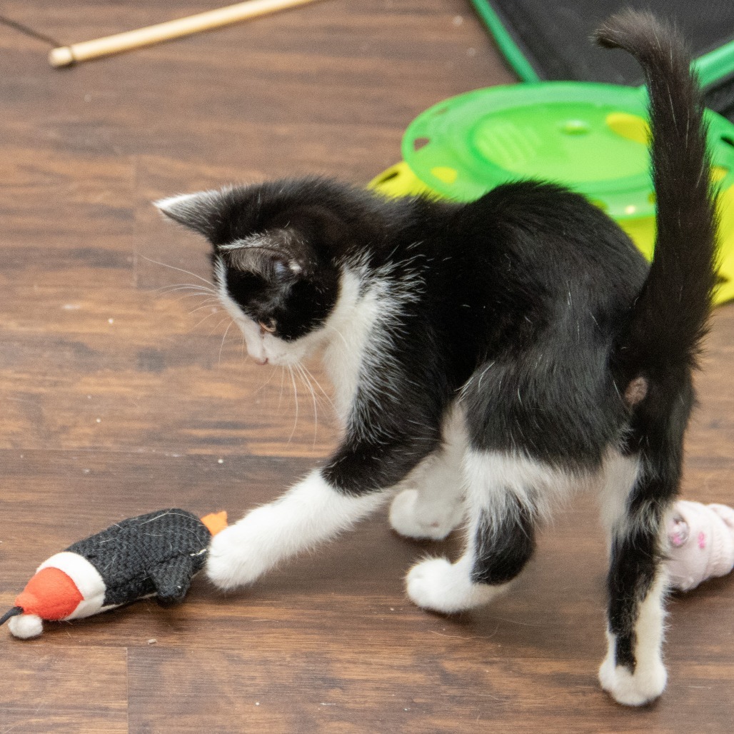 Anton, an adoptable Domestic Short Hair in Wichita, KS, 67208 | Photo Image 2