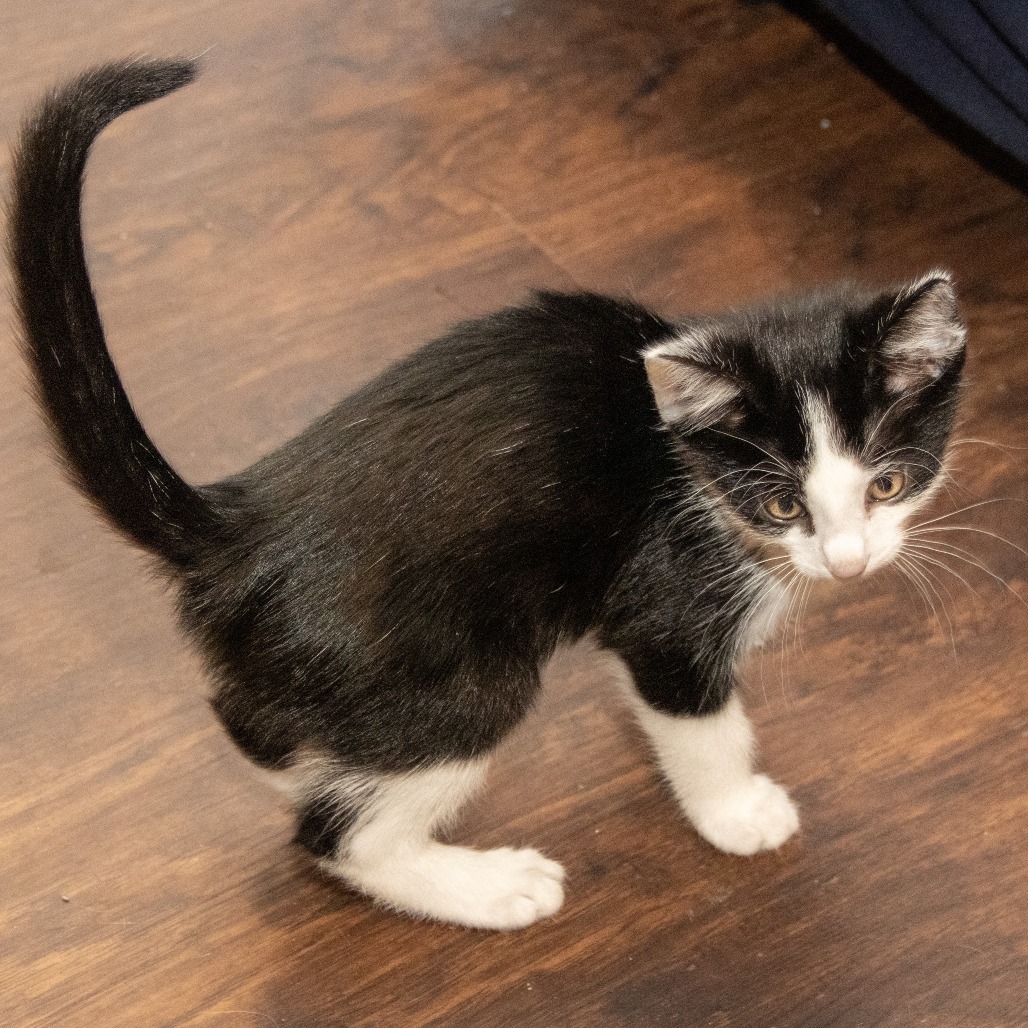 Anton, an adoptable Domestic Short Hair in Wichita, KS, 67208 | Photo Image 3