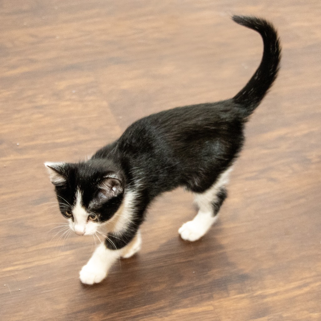 Anton, an adoptable Domestic Short Hair in Wichita, KS, 67208 | Photo Image 4