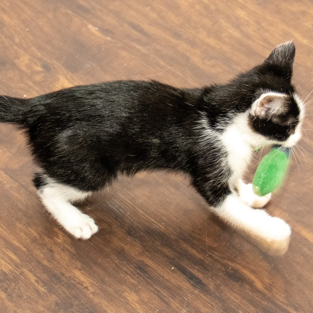 Anton, an adoptable Domestic Short Hair in Wichita, KS, 67208 | Photo Image 5