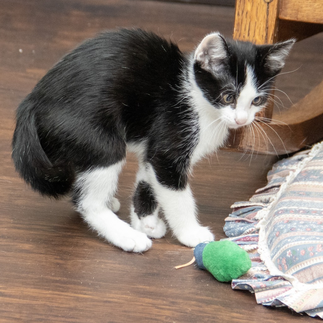 Anton, an adoptable Domestic Short Hair in Wichita, KS, 67208 | Photo Image 6