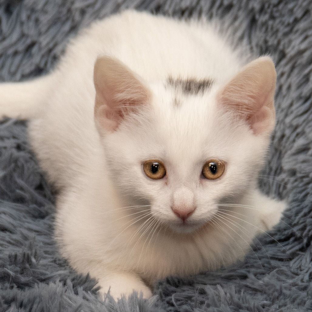 Guinevere, an adoptable Domestic Short Hair in Wichita, KS, 67208 | Photo Image 1