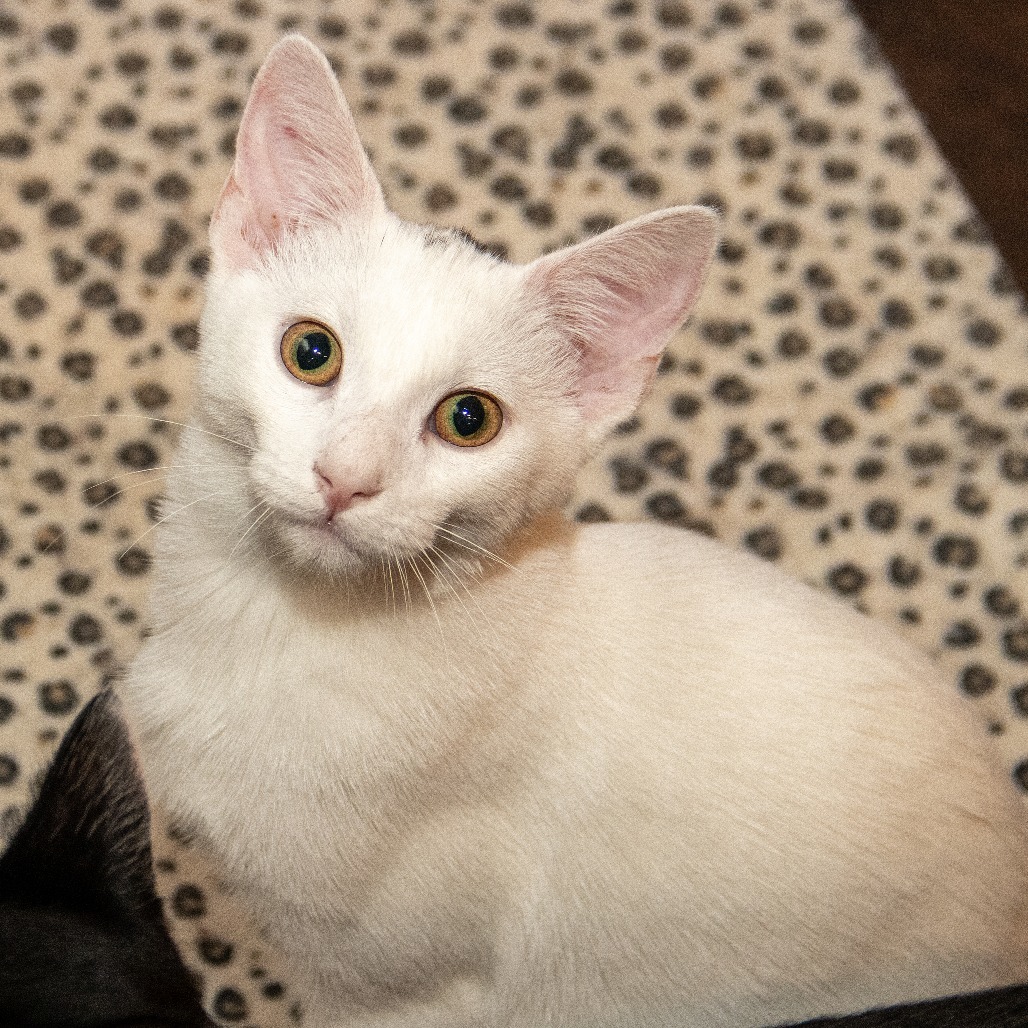 Guinevere, an adoptable Domestic Short Hair in Wichita, KS, 67208 | Photo Image 1