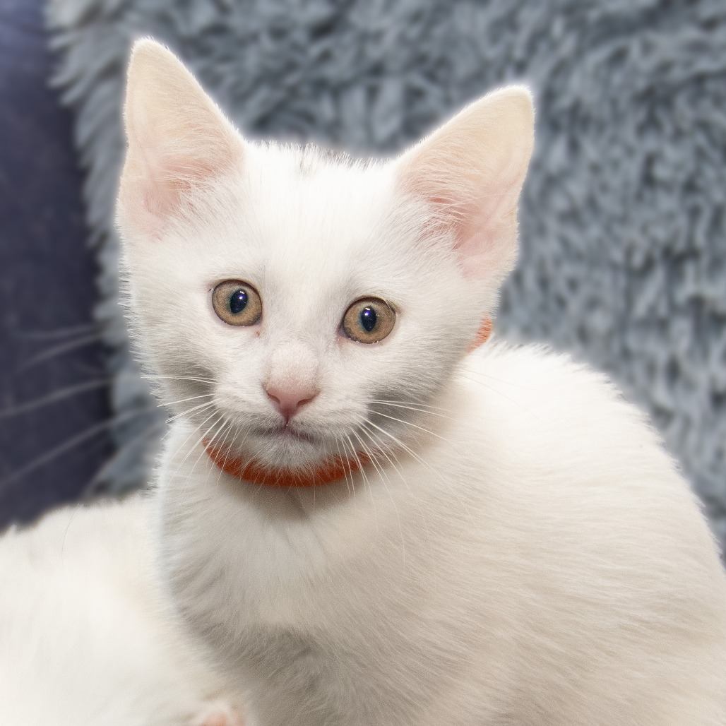 Guinevere, an adoptable Domestic Short Hair in Wichita, KS, 67208 | Photo Image 2