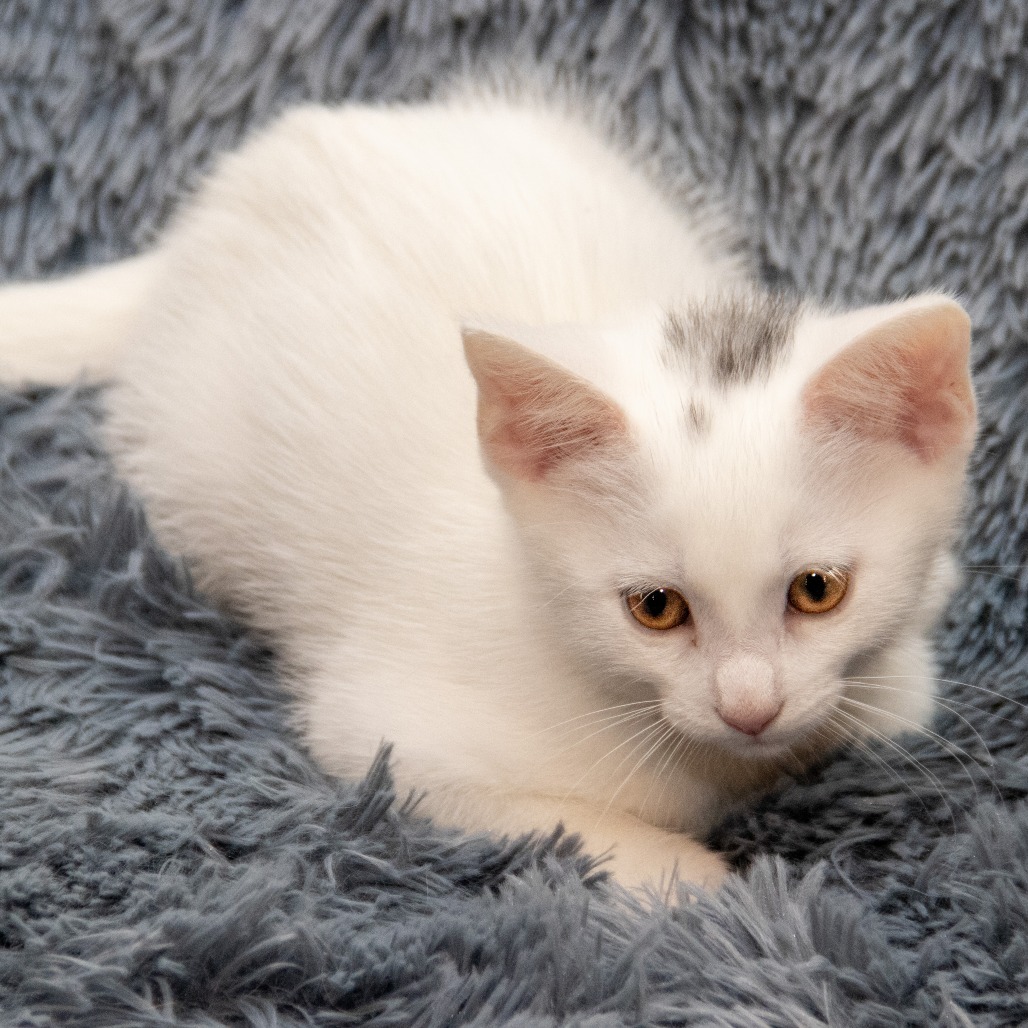 Guinevere, an adoptable Domestic Short Hair in Wichita, KS, 67208 | Photo Image 3