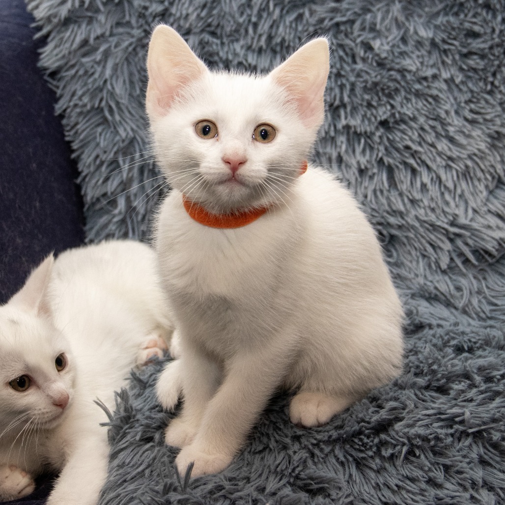 Guinevere, an adoptable Domestic Short Hair in Wichita, KS, 67208 | Photo Image 4