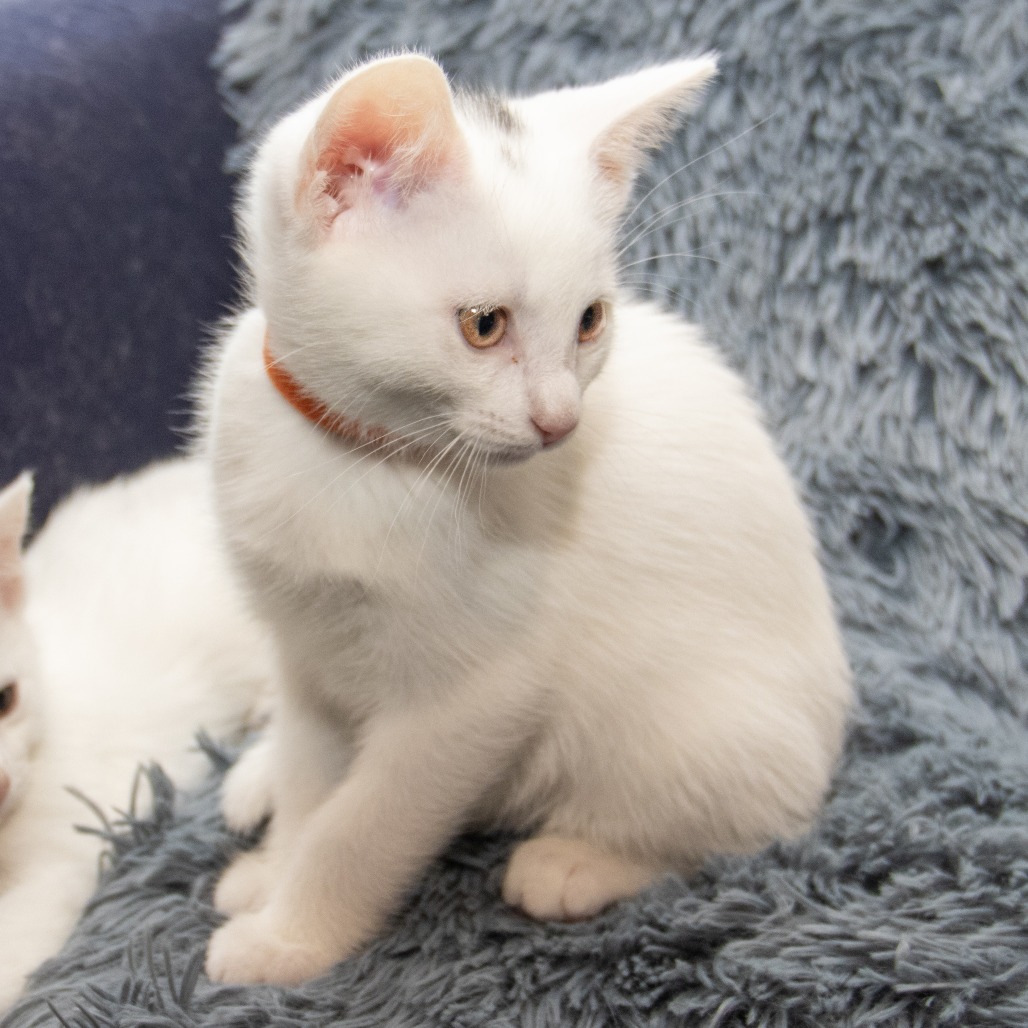 Guinevere, an adoptable Domestic Short Hair in Wichita, KS, 67208 | Photo Image 6