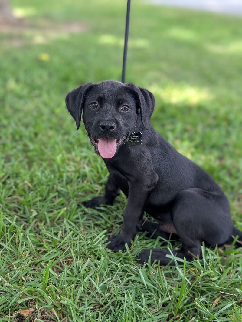 Bear (lab x)