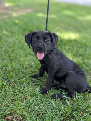 Bear (lab x), Baby Male unknown