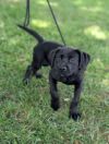 Bear (lab x) photo 2