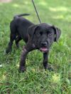 Bear (lab x) photo 3