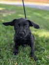 Bear (lab x) photo 4