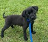 Bear (lab x) photo 5