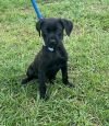 Bear (lab x) photo 6
