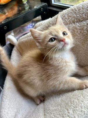 Coal, Baby Female Domestic Short Hair