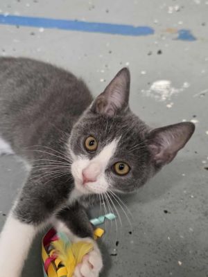 Sterling, Baby Male Domestic Short Hair