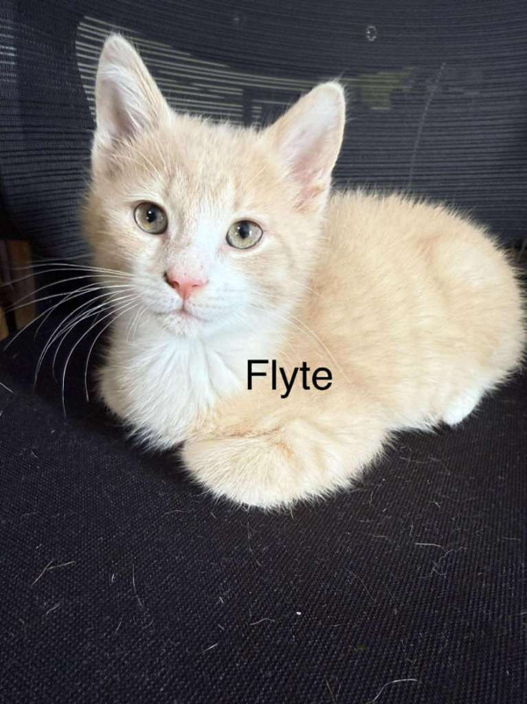 Flyte