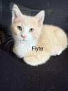 Flyte photo 1