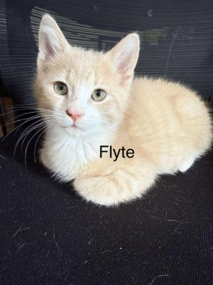 Flyte, Baby Male Domestic Short Hair