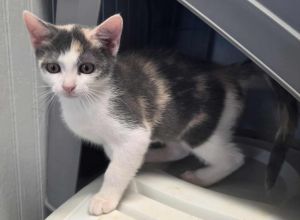 Amethyst, Baby Female Dilute Calico